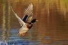 Mallard drake taking flight in late autumn Art Print